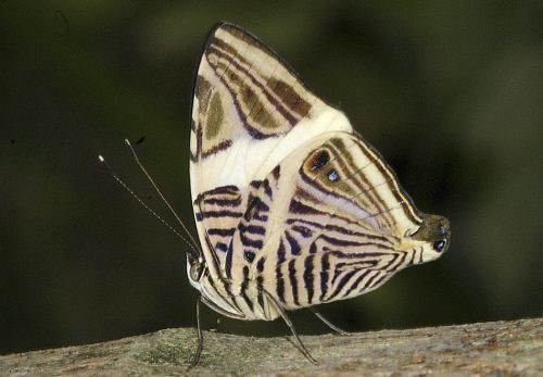 Butterfly Rainforest Moment, Mosaic butterfly