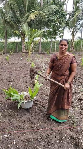 How to plant Arecanut palm in the farm #farming #organicagriculture #agriculture #organicfarming