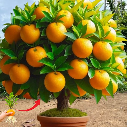 New idea ! Growing Oranges With Aloe Vera How to Grafting Oranges | Tree Garden