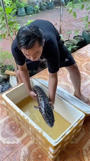 Nyeser Getting a Small Snakehead Fish That Becomes a 1 Meter Size Snakehead Fish #nyeser #toman #pet