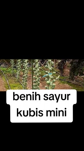 Rekomendasi Benih Sayur Kubis Mini untuk Petani Muda