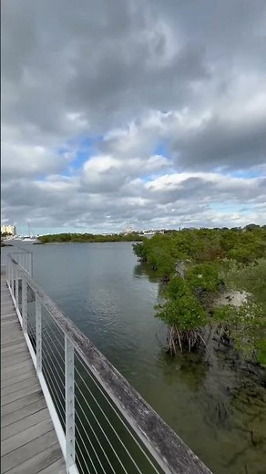 Lake Worth Lagoon 4K | Mangroves Near Mar-a-Lago Palm Beach FL January 23, 2025