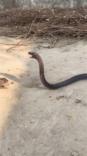 the snake #foryou #foryoupage #animals #animals
