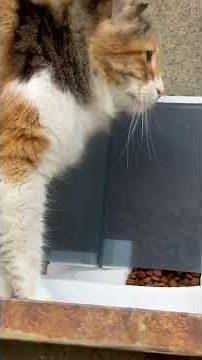 🐈Purr-fect City Catstanbul, Istanbul; City of Cats #kediler #cats #kitty #kitten #gatos #istanbul