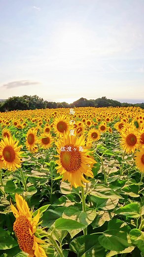 佐渡の夏の景色#佐渡 #海 #夏#夕日 #佐渡金山 #絶景 #観光