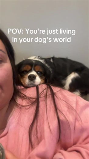 It’s a dogs world and I’m just living in it 🐶#petlover #petmomlife #cavalier #cutepets #creatorsearchinsights