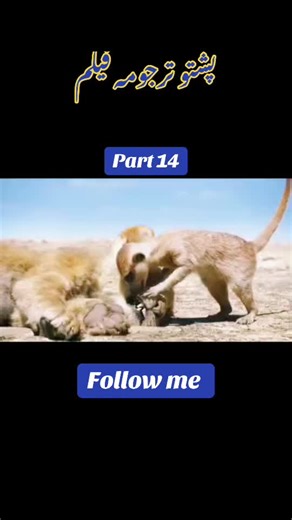 ملګرو اواز یی تیک تاک بندوی وبخش 🫶🌸#farmlife