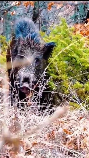 The Wild Boar Was Watching First. #hunting #wildboar #wildlife #загоннаяохота #boar #animals #real