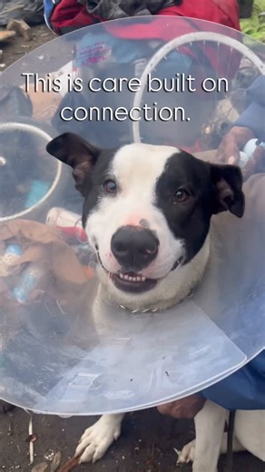 Front Street Animal Shelter's HOAP Program on Instagram: "Last week, Front Street Animal Shelter’s Homeless Outreach and Assistance Program (H.O.A.P.) partnered with @animalbalance , a nonprofit organization who provides M.A.S.H. style sterilization clinics in partnership with shelters and rescues across the country, to alter 68 unhoused pets and community cats in a single day — removing one of the biggest barriers to veterinary care and making a meaningful dent in the long list of owners advoca