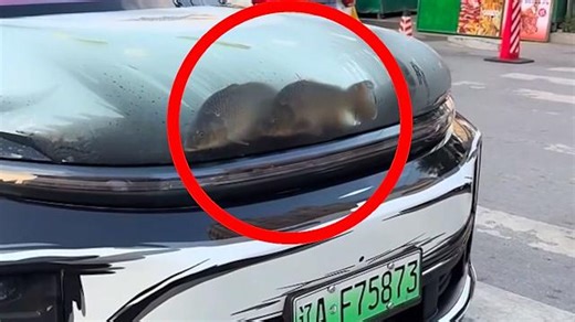 Driver turns car bonnet into fish tank, sparks outrage in China