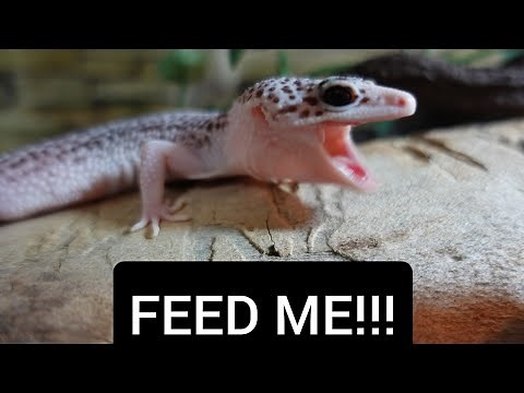 How To Know If Your New Leopard Gecko Is Healthy.