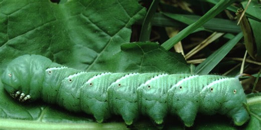 How insect blood stops bleeding fast