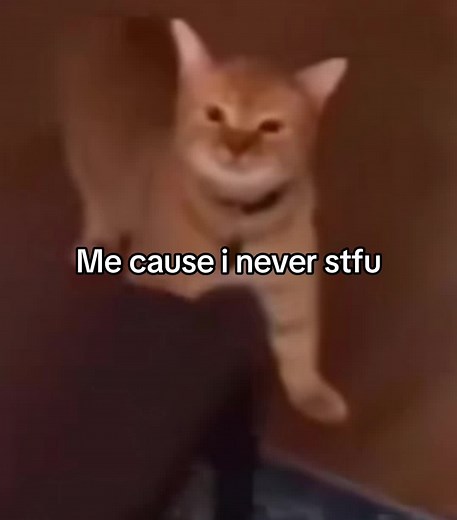 Meow Cat Meme Compilation