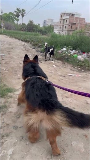 German shepherd attack on Goat 🐐 #viral #gsds #germanshepherd #love #trending #love #gsdlover