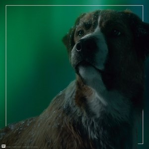 3.7K views · 80 reactions | Be a part of the adventure this #WorldWildlifeDay with The Call of The Wild! ️ | Walt Disney Studios | Facebook