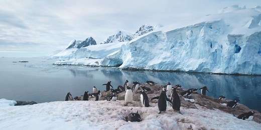 The future of Antarctica – level 3 - News in Levels