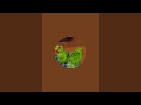 DimpalYadav is live ringneck parrot live stream 🦜🦜