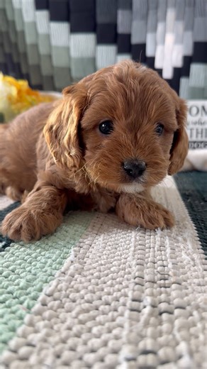 Cavapoo puppy for sale