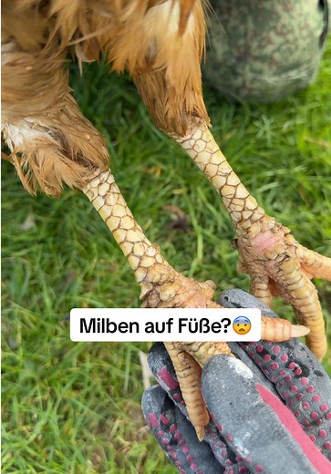 Meine Hühner hatten leider Kalkfußmilben – und ich hab mich direkt darum gekümmert 🐔 Ich weiche zuerst die Füße in warmem Wasser ein, damit sich die Krusten lösen. Danach behandle ich sie entweder mit Öl oder – wenn’s schon stärker ist – mit Vaseline. So werden die Milben erstickt und die Haut kann sich erholen. Wichtig: Das Ganze alle 2–3 Tage wiederholen, sonst kommen sie einfach wieder zurück. Ist zwar etwas Aufwand, aber lieber früh handeln als später Probleme haben 🙌 Habt ihr sowas schon 