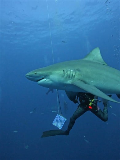 Diver Feeds Bull Shark By Hand || ViralHog