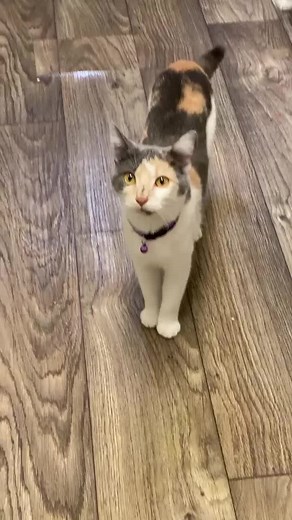 105K views · 10K reactions | Cute calico cat yelling at hooman for food...as always #hungrykitty #hungrycat #cutemeow #funnymeow #meow #funnycatvideos #funnycats #catsoffb #trendingcat #catreels #funnyreels #talkingcat #somuchattittude #sosassy | Kali & Neo | Facebook