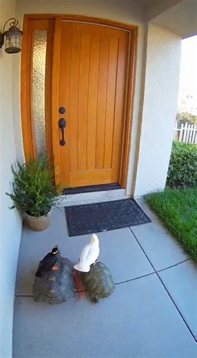 Funny Parrot HAHA #funny 😁😁😁 | Turneranimal