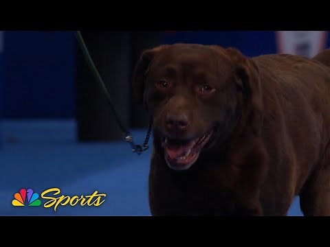 National Dog Show 2024: Sporting Group (Full Judging) | NBC Sports