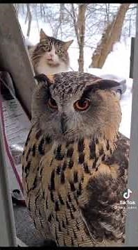 Cat gets freaked out by incredible owl outside of window.