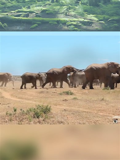 elephent is best in town #tiktokplease #unfreez #animals #mating