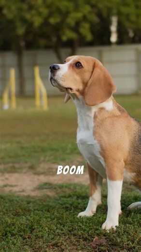 $69 Pet Cam That Launches Treats!