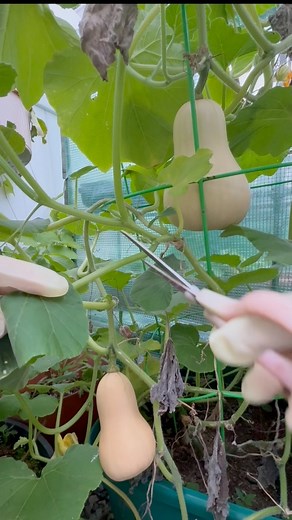 A little pruning before harvesting these butternut squash 🍂🍽️ Fresh from the garden to the table!”#ButternutSquash #GardenHarvest #HomeGrown #OrganicGardening #FallVibes #GardenToTable | Che Thompson