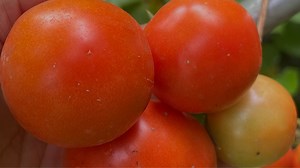 Artificial pollination is the type of pollination carried out by humans. It is a mechanical technique used to pollinate plants when natural pollination is insufficient or undesirable. It does not require the help of insects or weather. | Chenab Valley Farming