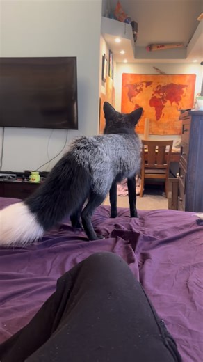 Animales Virales 🐾 on Instagram: "Zorro precioso de mascota Los zorros son animales fascinantes, astutos y extremadamente adaptables. Hay más de 30 especies, pero el más conocido es el zorro rojo. Son como “gatos disfrazados de perros” Aunque pertenecen a la familia de los cánidos (como perros y lobos), tienen rasgos felinos: • Garras parcialmente retráctiles (como los gatos) • Pupilas verticales que les dan una visión nocturna espectacular • Bigotes muy largos que les ayudan a orientarse en la