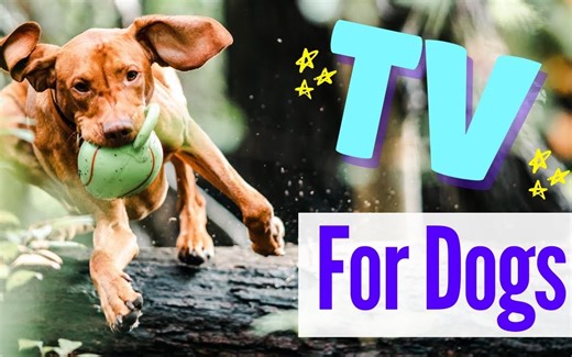 【搬运】TV for Dogs! Fun Entertainment for Dogs|DOGS Having a BLAST!