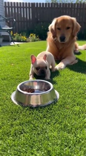 Tiny Frenchie Puppy Defends His Food… Until the Golden Retriever Taps the “Bark Button” 😂🐶