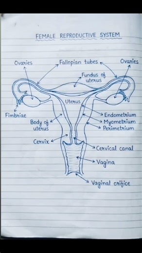 Female reproductive systems #shortsnotes #viralshorts #biologystudent #anatomy #physiology #bpt