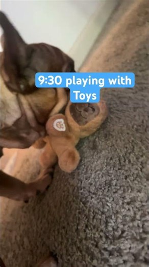 Morning routine for simba part 1