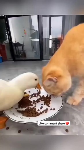 Cat cute activity 😻😻🐾🐾👍 Video achi Lage tho follow jarur kre friends 👍❤️❤️💕💕❤️❤️💕💕❤️❤️💕💕❤️❤️👍 #cat #cute #funny #activity | Laka Laka