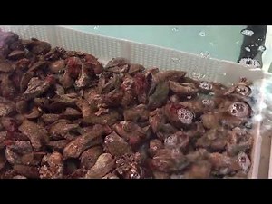 [Innovaqua] - Depuration system