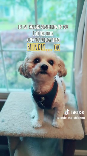 I set the rules and you follow them blindly! #shichon #dog #doglover #doglife #pet #adorable #cute #animallovers #shihtzu #bichonfrise #tiktokdogs #dogsoftiktok #funny #animals #fyp #foryou #trending #viral #theoffice #isettherules #blindly