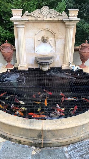 Pond Pro Tip - Guess The Answer your mind will be blown! #pondprotip #koipond #koi #formal #skillset #contractorlife #contractor