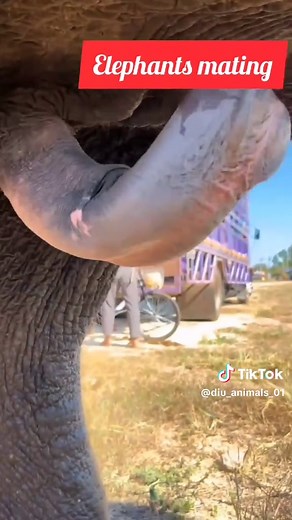 Understanding Elephant Mating Behavior