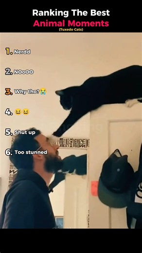 Ranking The Best Animal Moments (Tuxedo Cats)