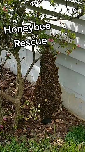 8.4K views · 98 reactions | Easy Honeybee Swarm Removal from a Low Branch | Follow for Original Content! #honeybees #beekeeping #abejas | Swarmstead Bees and Gardening | Facebook