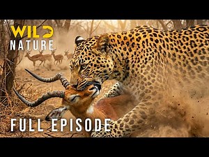 WILD CONGO - Where Only the Strong Survive (Full Episode) I Nature Animal Documentary