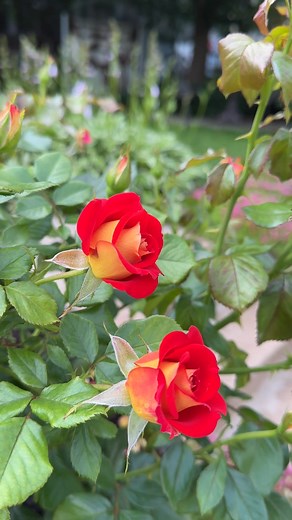 Unbelievable color variation meets the easiest rose growth imaginable, making the Ketchup and Mustard Rose one of the best and most unique shrubs available. | Fast Growing Trees