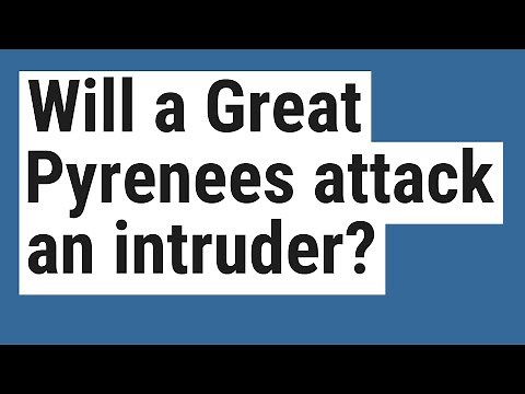 Will a Great Pyrenees attack an intruder?