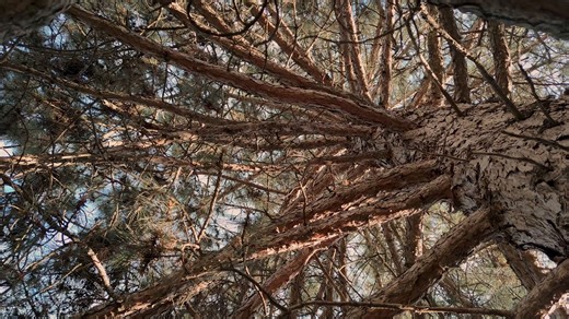 Forest, Nature, Tree. Free Stock Video