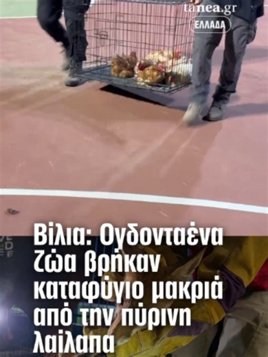 🔥 Στον προσωρινό σταθμό υποδοχής στο Γήπεδο Βιλίων φιλοξενούνται 67 σκύλοι και γάτες που απομακρύνθηκαν από τις περιοχές που απείλησε η φωτιά στο Πόρτο Γερμενό, ενώ ακόμη 14 παραγωγικά και άγρια ζώα διασώθηκαν από το πύρινο μέτωπο. 🦊 Ανάμεσά τους βρίσκεται και ένα πυροβολημένο αλεπουδάκι, το οποίο δέχεται εξειδικευμένη φροντίδα από την ΑΝΙΜΑ και το ΔΙΔΑΖ, την ώρα που εθελοντές, κτηνίατροι και η Dogs’ Voice παραμένουν σε συνεχή επιφυλακή. 🤝 Η μεγάλη επιχείρηση διάσωσης στέλνει ένα ξεκάθαρο μήν