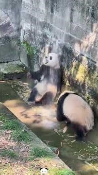 Silly panda #funny #hilariousfails #panda